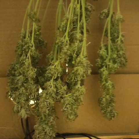 Lemon Haze Auto  growlog timeline photo