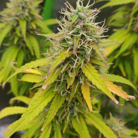 Lemon Haze Auto  growlog timeline photo