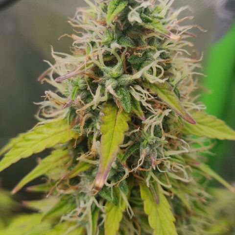 Lemon Haze Auto  growlog timeline photo