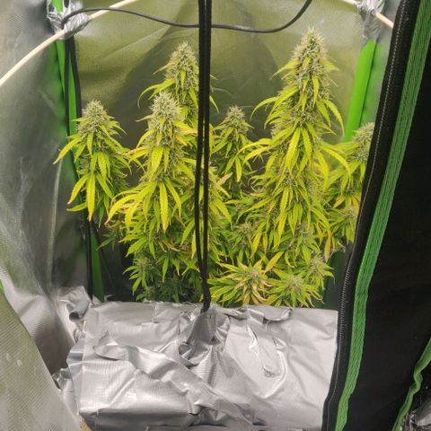 Lemon Haze Auto  growlog timeline photo