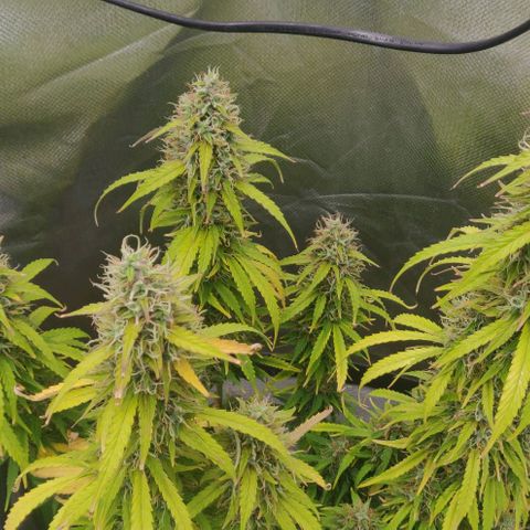 Lemon Haze Auto  growlog timeline photo