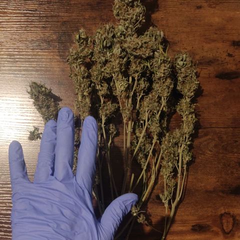 Lemon Haze Auto  growlog photo: Gisela: 33,4g Trockengewicht 