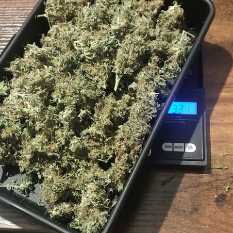 Lemon Haze Auto  growlog photo: Gisela: 33,4g Trockengewicht 