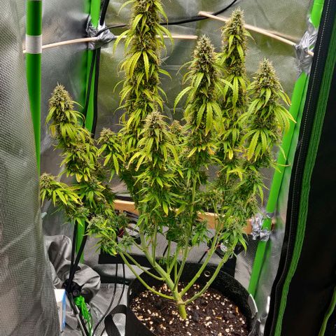 Lemon Haze Auto  growlog timeline photo