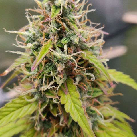 Lemon Haze Auto  growlog timeline photo