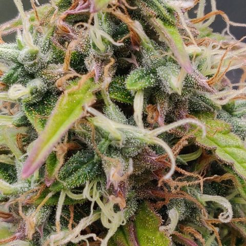Lemon Haze Auto  growlog timeline photo