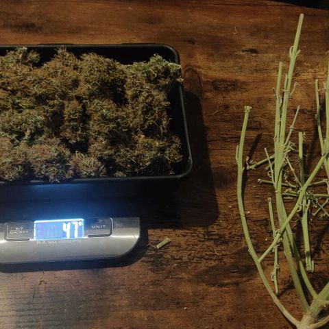 Lemon Haze Auto  growlog photo: Trockengewicht Jutta: 47g

Also insgesamt Jutta (47) + Gisela (33) + Babsi (27) = 106g