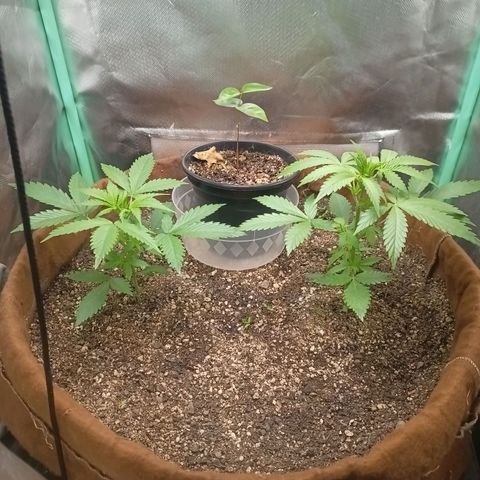 Girl Scout Cookies Auto growlog timeline photo