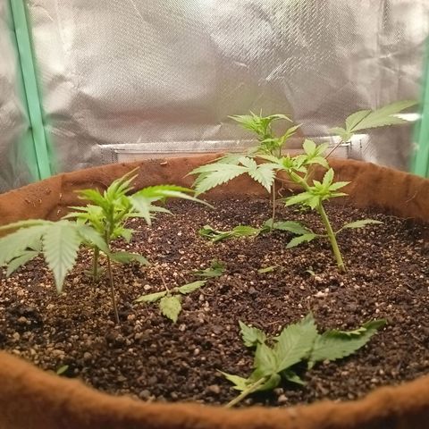 Girl Scout Cookies Auto growlog photo: Gorila mícrobs dia 1 