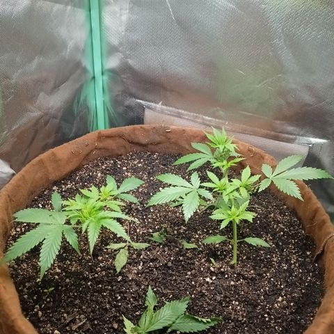 Girl Scout Cookies Auto growlog photo: Gorila mícrobs dia 1 