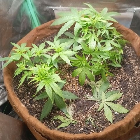 Girl Scout Cookies Auto growlog timeline photo