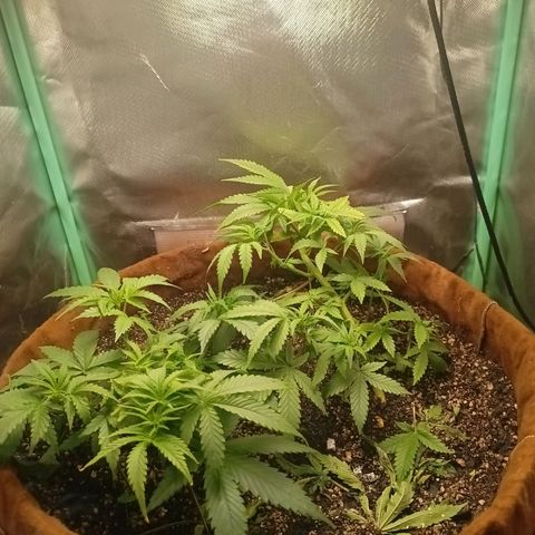 Girl Scout Cookies Auto growlog timeline photo