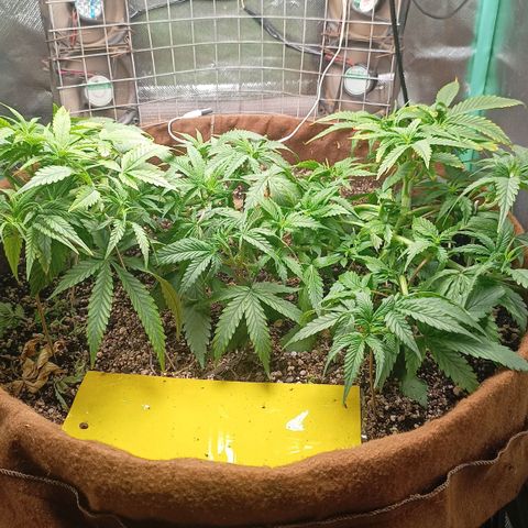 Girl Scout Cookies Auto growlog timeline photo