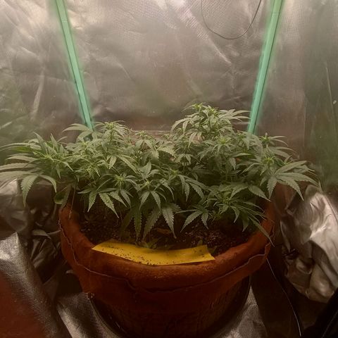 Girl Scout Cookies Auto growlog timeline photo