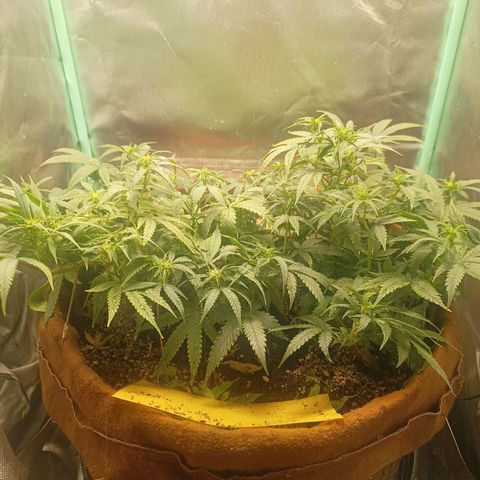 Girl Scout Cookies Auto growlog timeline photo