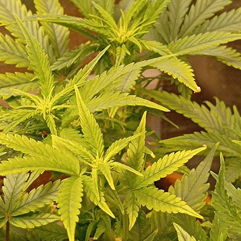 Girl Scout Cookies Auto growlog photo: Mícrobs advanced 