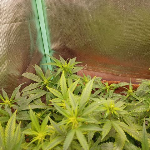 Girl Scout Cookies Auto growlog photo: Mícrobs advanced 