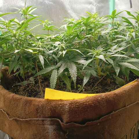 Girl Scout Cookies Auto growlog photo: Mícrobs advanced 