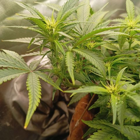 Girl Scout Cookies Auto growlog photo: Mícrobs advanced 
