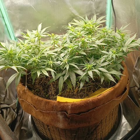 Girl Scout Cookies Auto growlog photo: Mícrobs advanced 