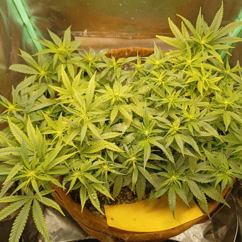 Girl Scout Cookies Auto growlog photo: Mícrobs advanced 