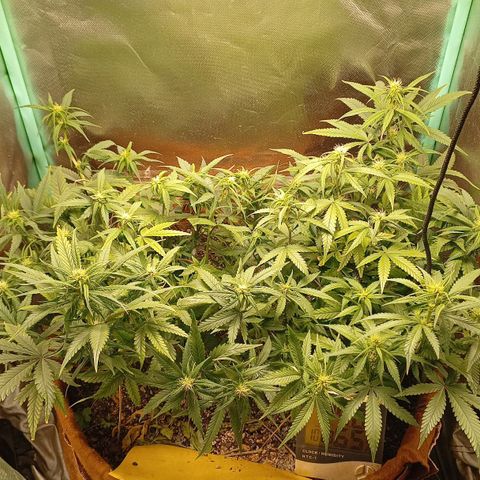 Girl Scout Cookies Auto growlog timeline photo