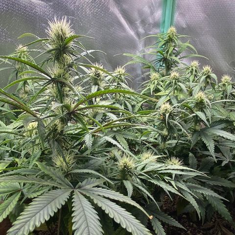 Girl Scout Cookies Auto growlog photo: Fotos do