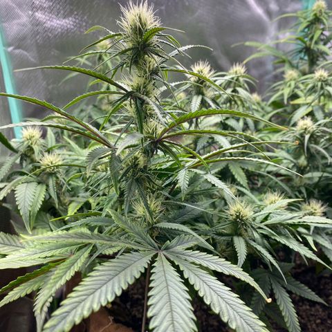 Girl Scout Cookies Auto growlog photo: Fotos do