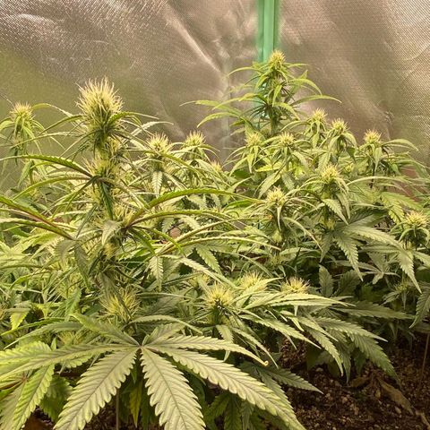 Girl Scout Cookies Auto growlog photo: Fotos do