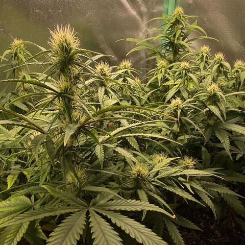 Girl Scout Cookies Auto growlog photo: Fotos do
