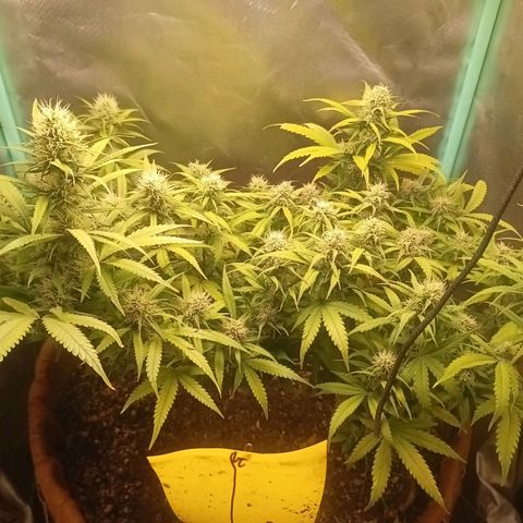 Girl Scout Cookies Auto growlog timeline photo