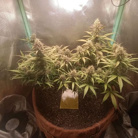 Girl Scout Cookies Auto growlog timeline photo