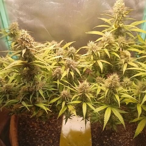 Girl Scout Cookies Auto growlog timeline photo