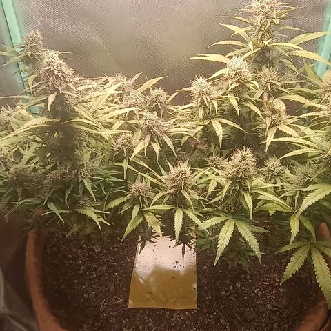 Girl Scout Cookies Auto growlog timeline photo