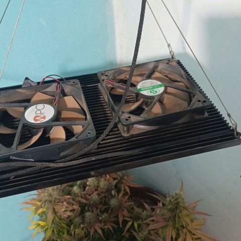 Girl Scout Cookies Auto growlog photo: Vendi a estufa 