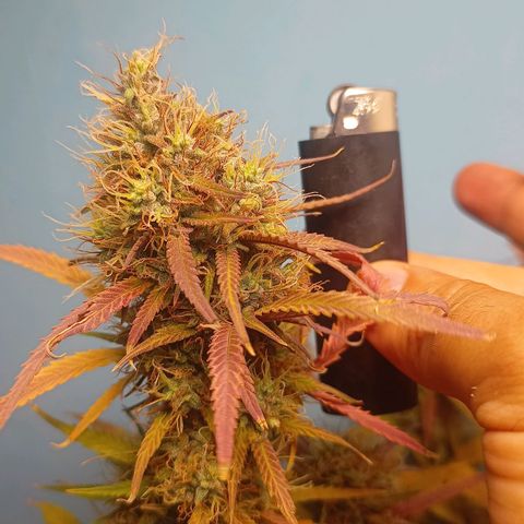 Girl Scout Cookies Auto growlog photo: Vendi a estufa 