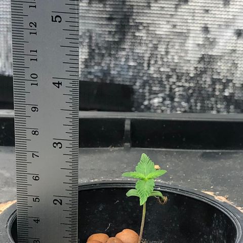 ศรราม growlog timeline photo