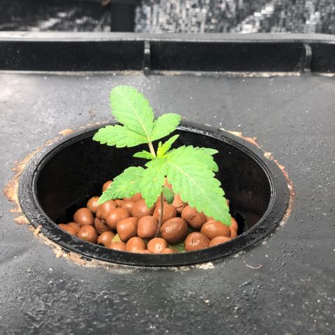 ศรราม growlog timeline photo