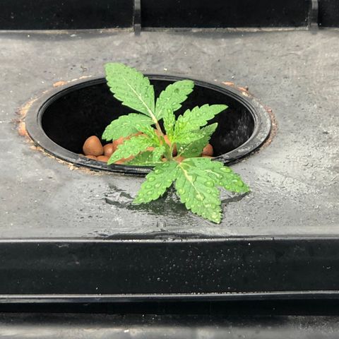 ศรราม growlog timeline photo