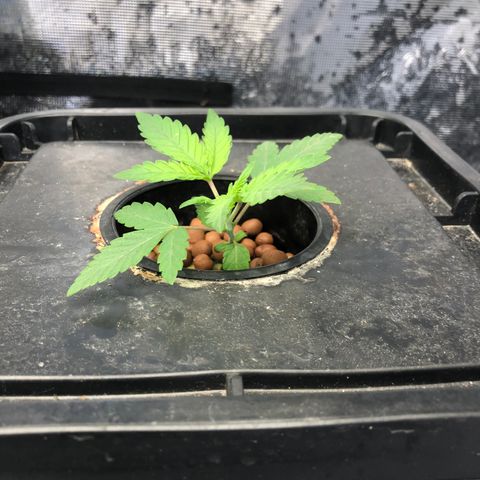 ศรราม growlog timeline photo