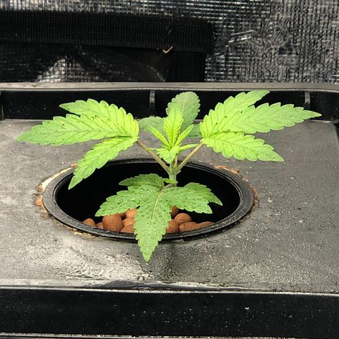 ศรราม growlog timeline photo