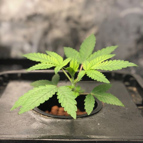 ศรราม growlog timeline photo
