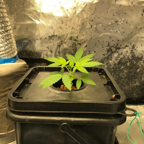 ศรราม growlog timeline photo