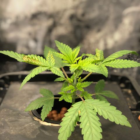 ศรราม growlog timeline photo