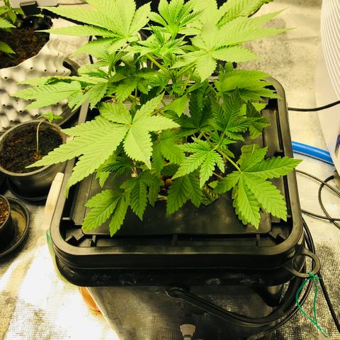 ศรราม growlog timeline photo