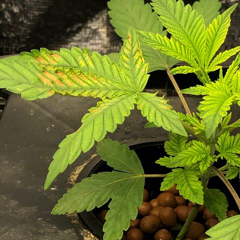 ศรราม growlog photo: ใบมีสีเหลือง

อาการ
สาเหตุ