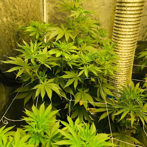 น้ำพุ growlog photo: Before triming
