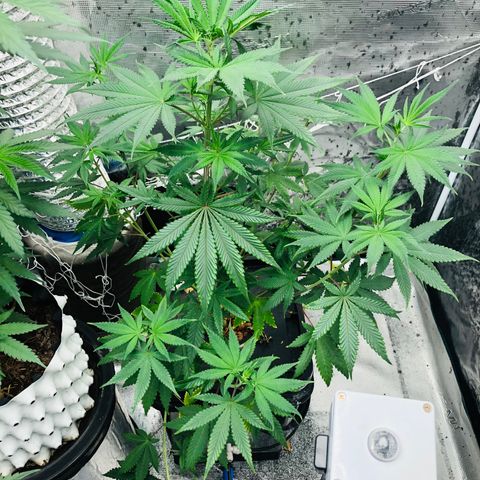 ศรราม growlog timeline photo
