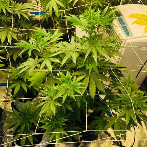 ศรราม growlog photo: Before triming
