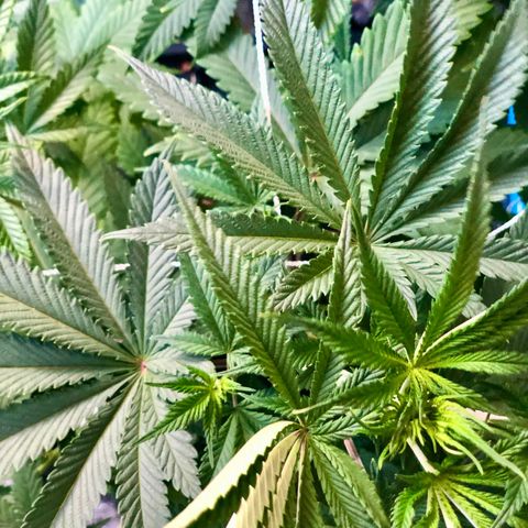 ศรราม growlog photo: Transition
Prepare flowering